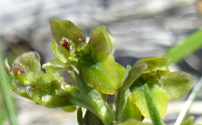 Chamorchis alpina